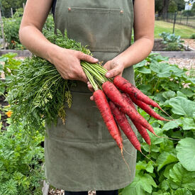 Atomic Red, Carrot Seeds